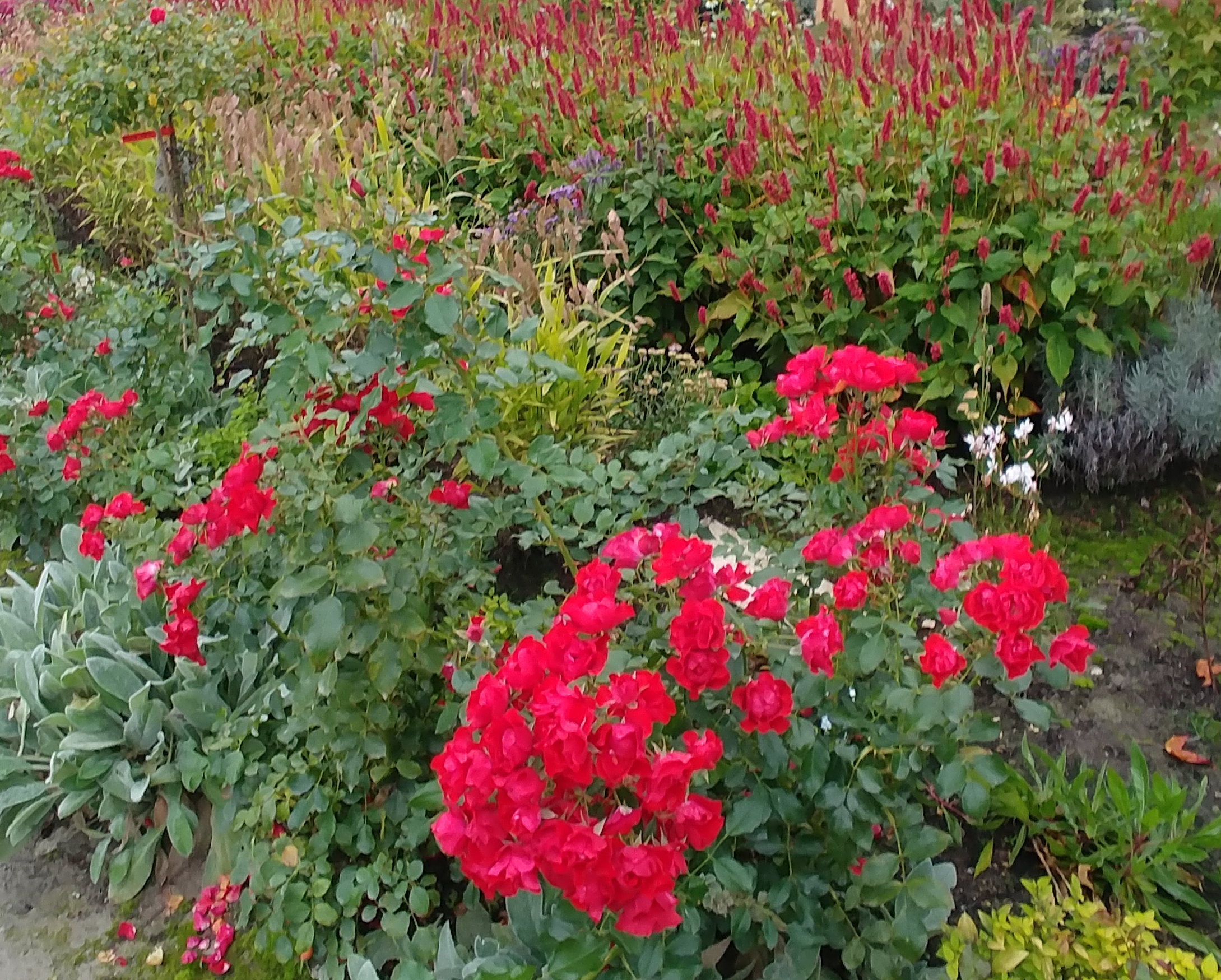 Rosenbeet